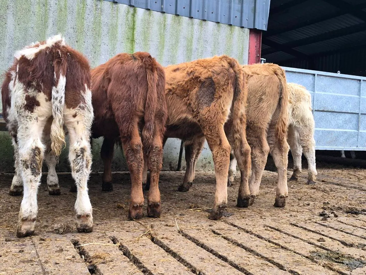 5 Super Bull Weanlings - Image 4
