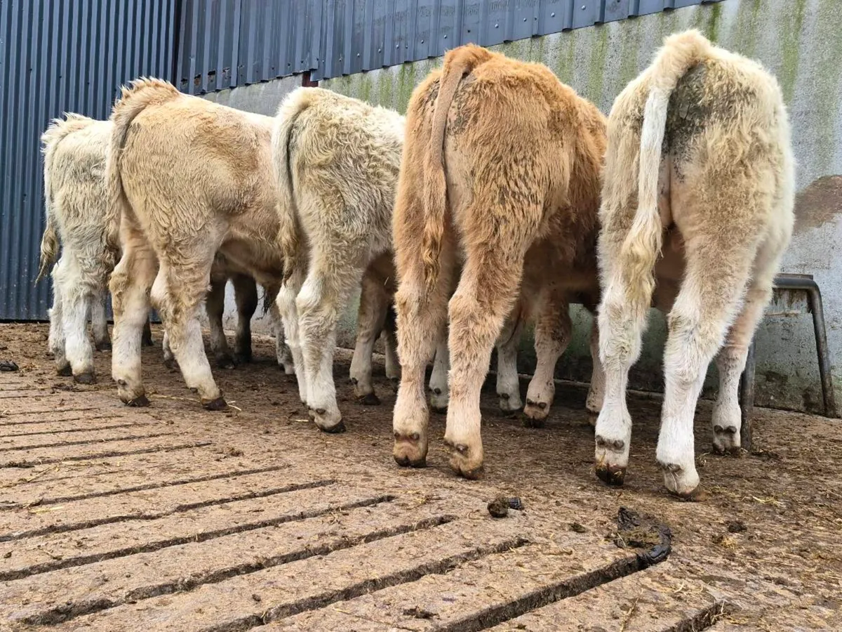 8 Smashing Charollais Bull Weanlings - Image 2