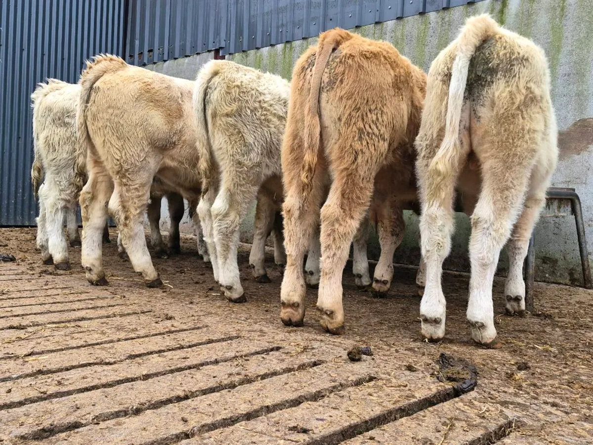 8 Smashing Charollais Bull Weanlings - Image 3
