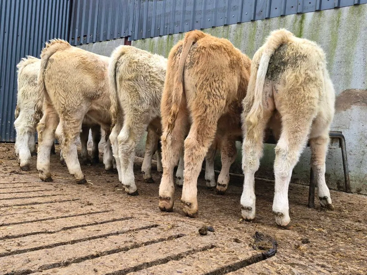 8 Smashing Charollais Bull Weanlings - Image 1