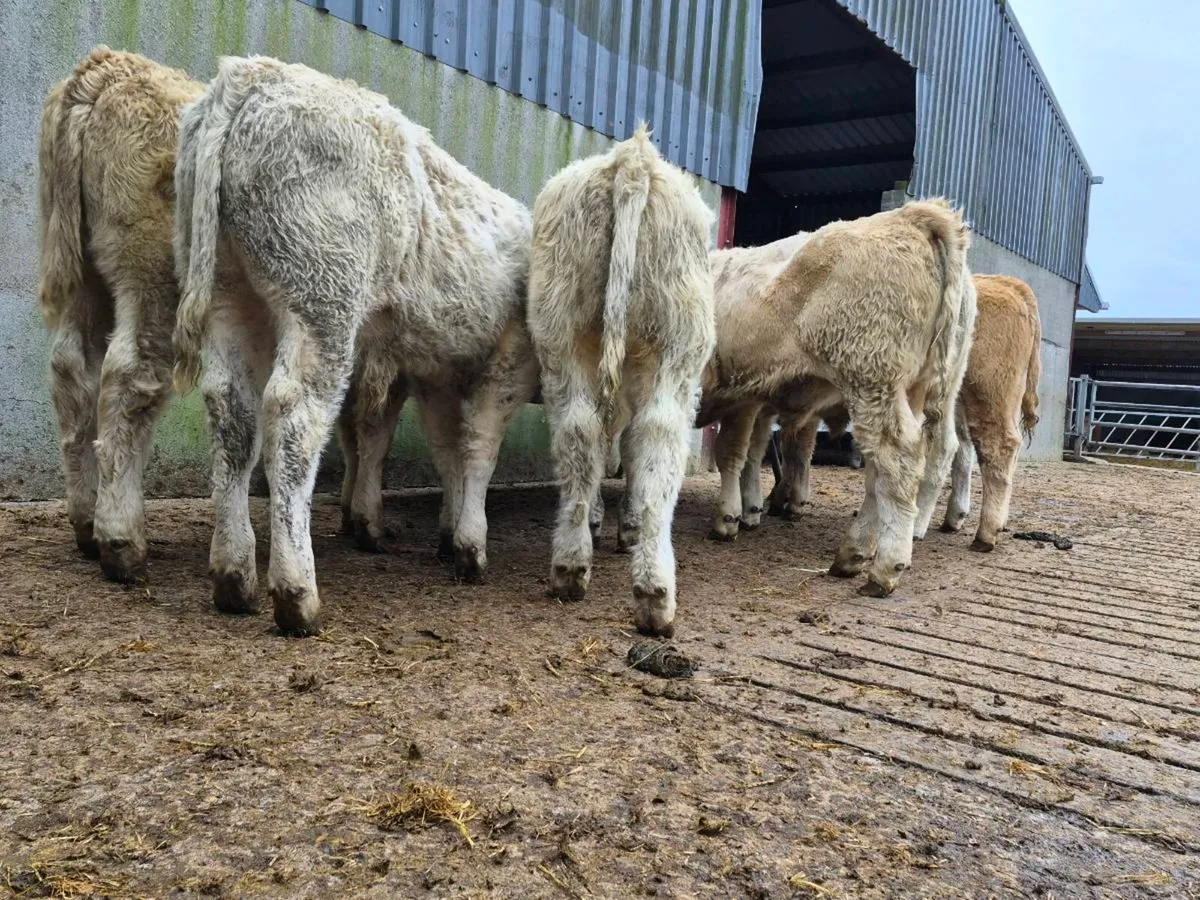 8 Smashing Charollais Bull Weanlings - Image 4
