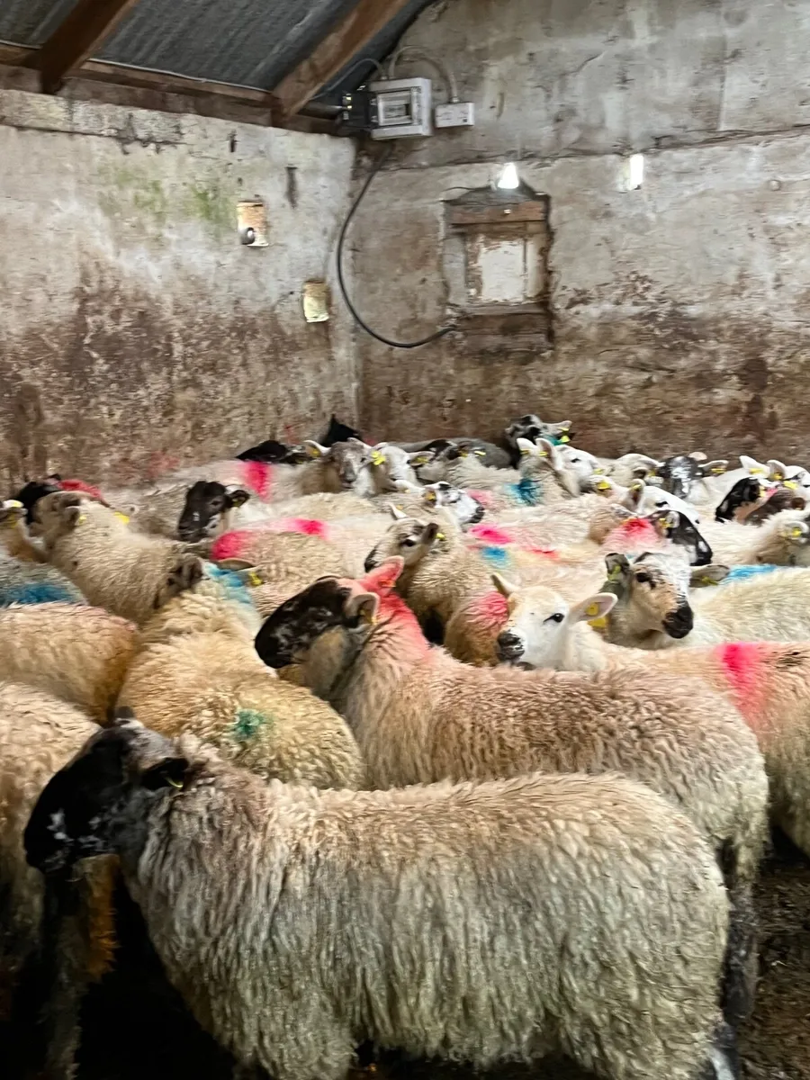 40 super Suffolk cross ewe lambs - Image 1