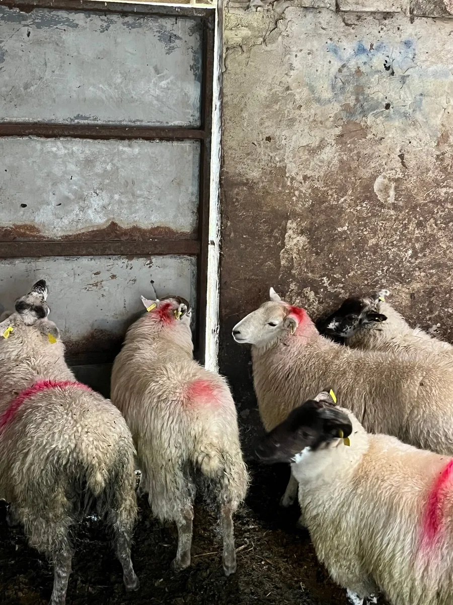 40 super Suffolk cross ewe lambs - Image 4