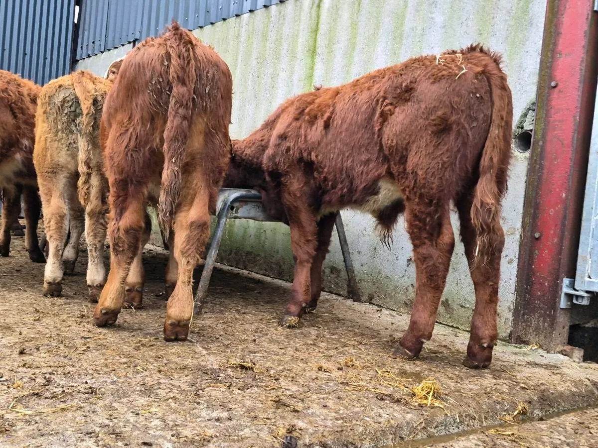 8 Super Limousine Bull Weanlings - Image 2
