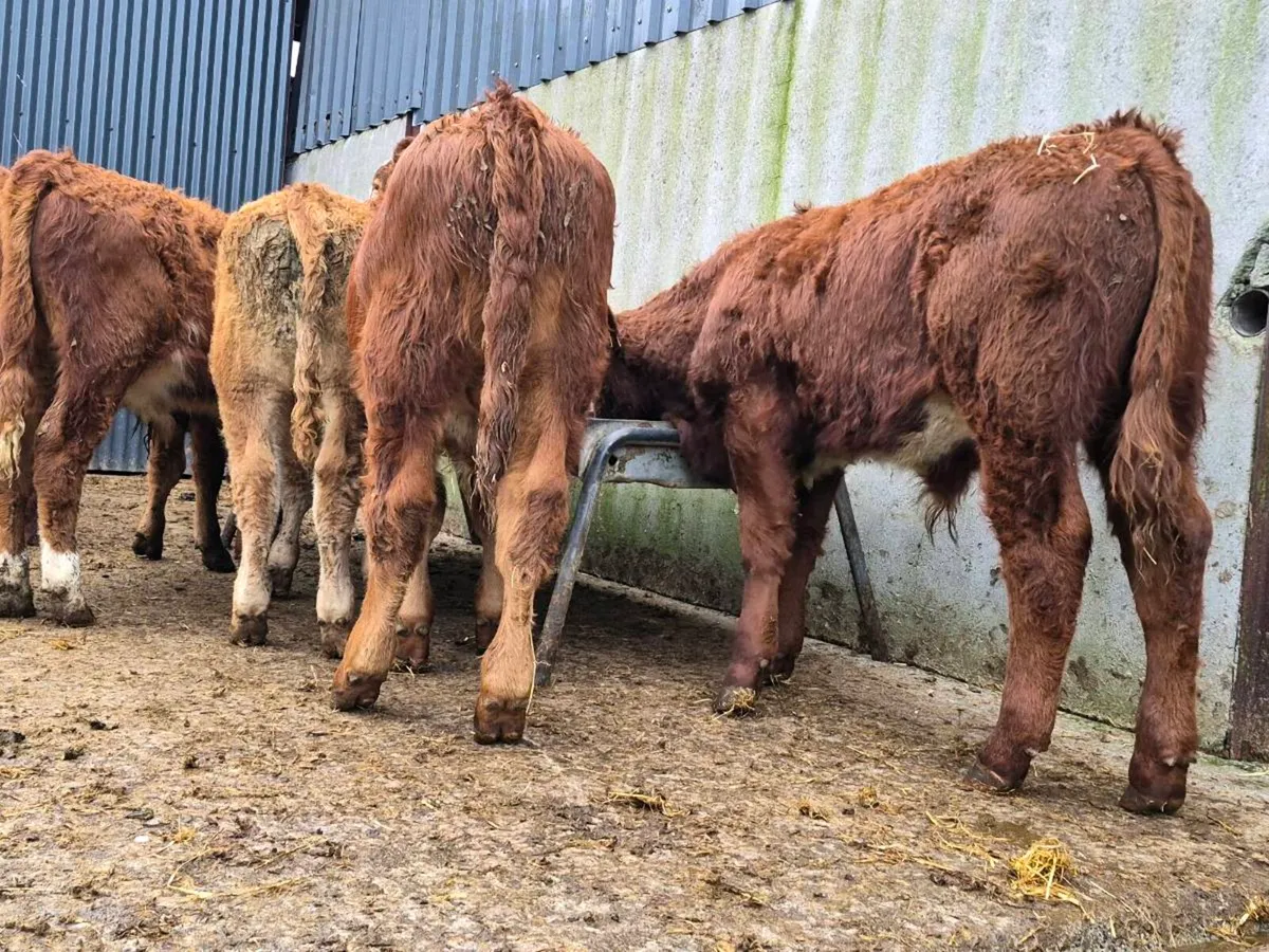 8 Super Limousine Bull Weanlings - Image 3