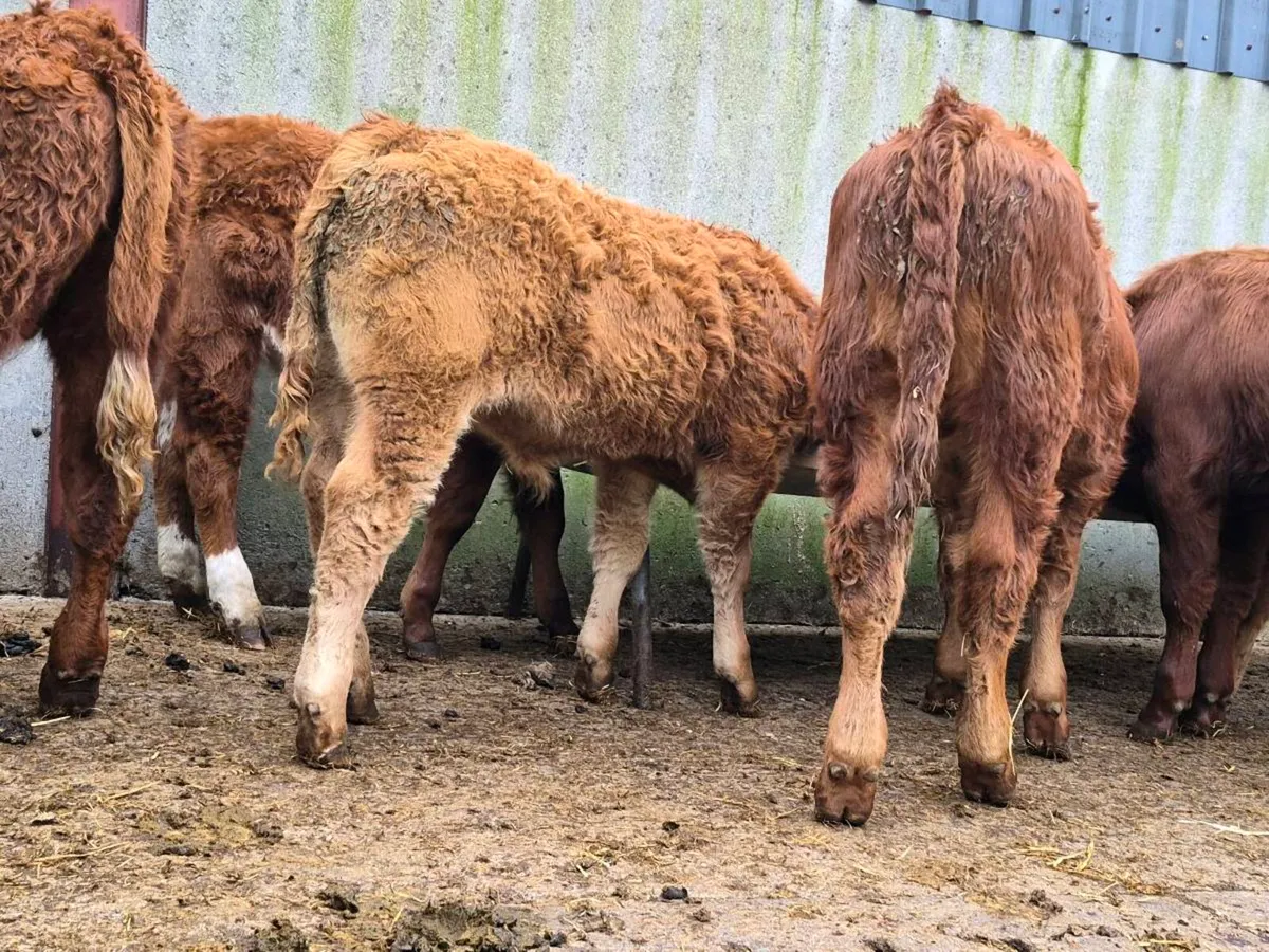 8 Super Limousine Bull Weanlings - Image 4