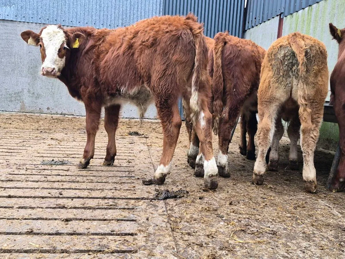 8 Super Limousine Bull Weanlings - Image 1