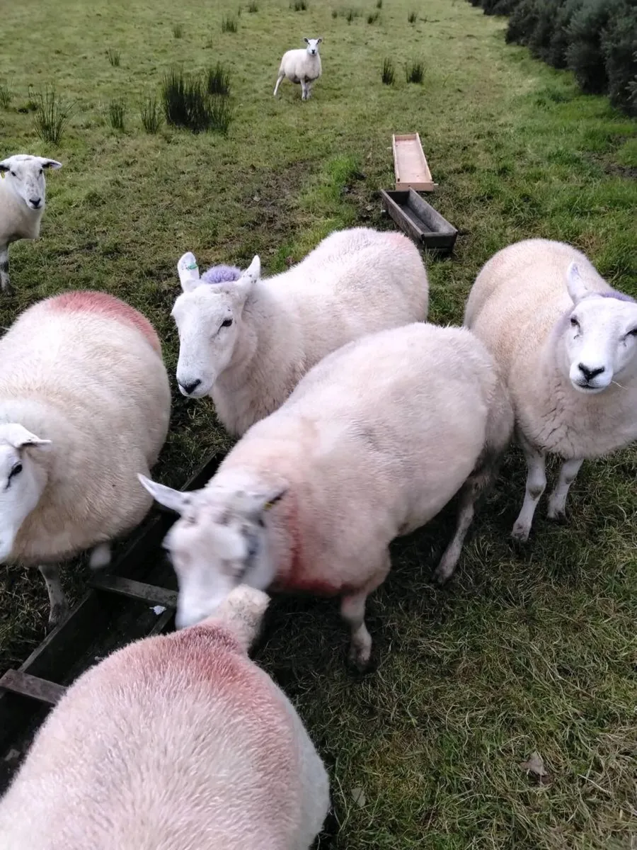Pedigree Beltex ram - Image 3