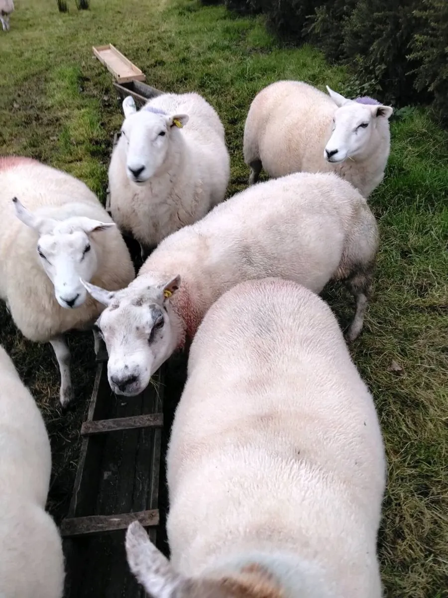 Pedigree Beltex ram - Image 4