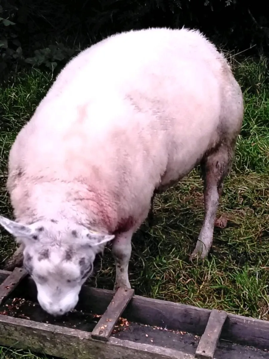 Pedigree Beltex ram - Image 1