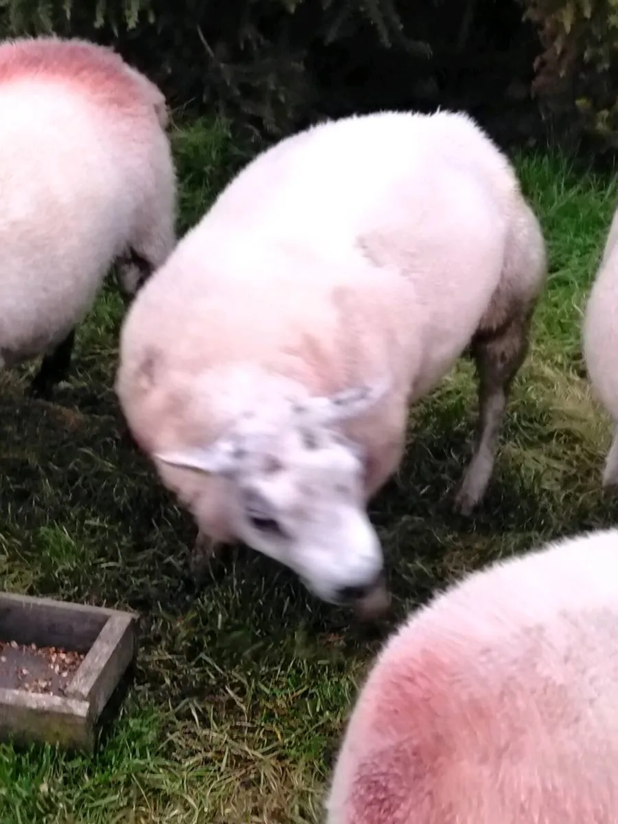Pedigree Beltex ram - Image 2