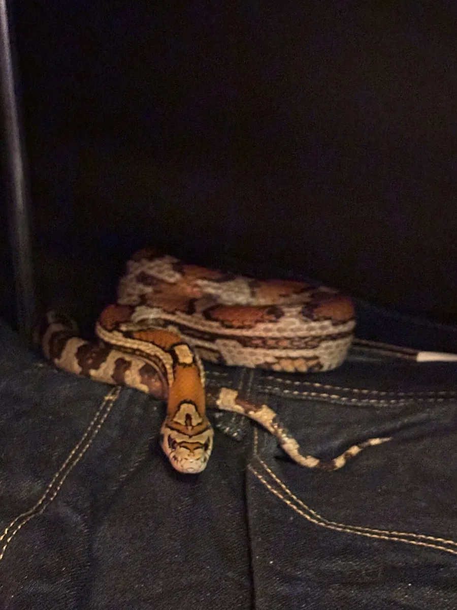 Corn Snake - Image 1