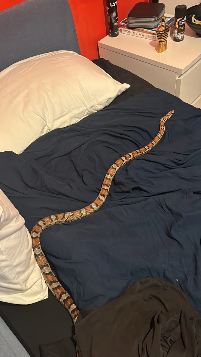 Corn Snake - Image 2