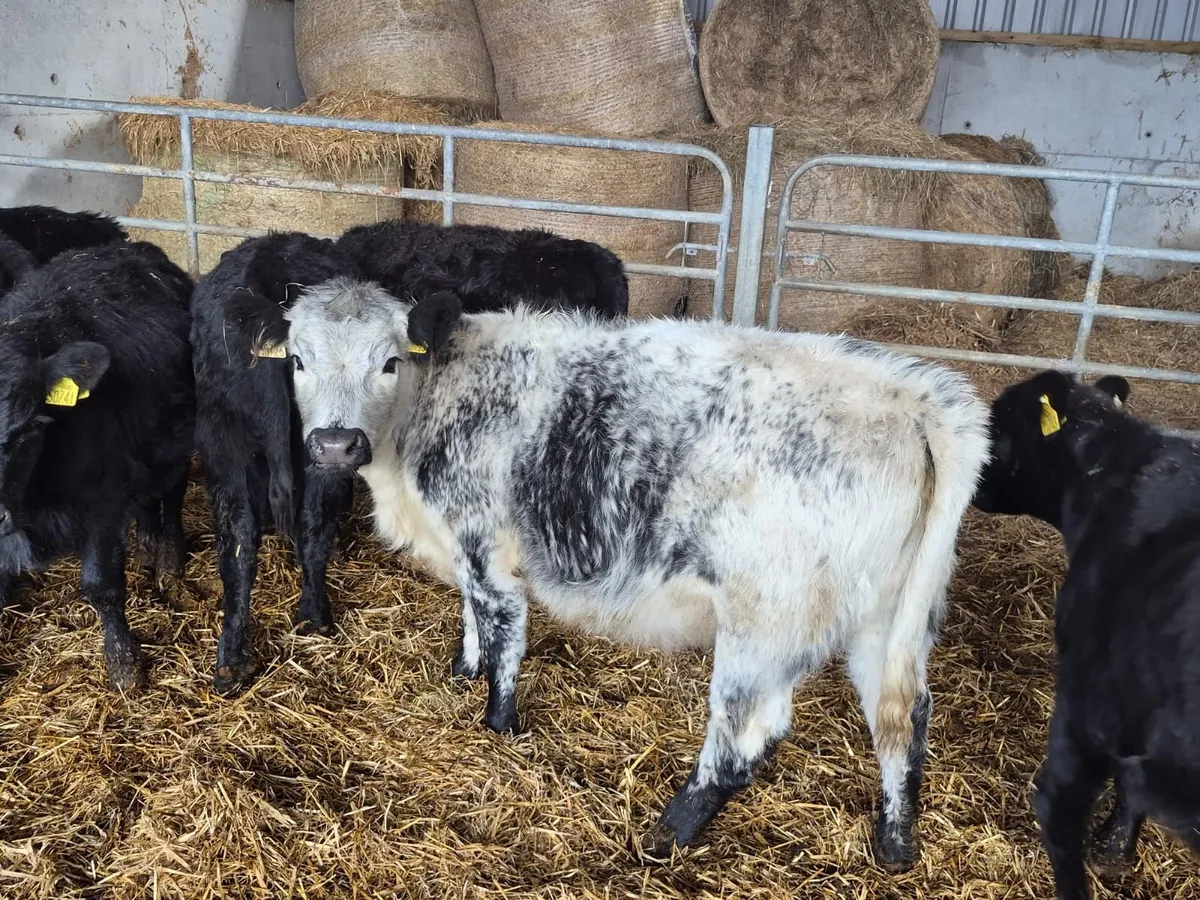 Angus Cross Shorthorn - Image 1