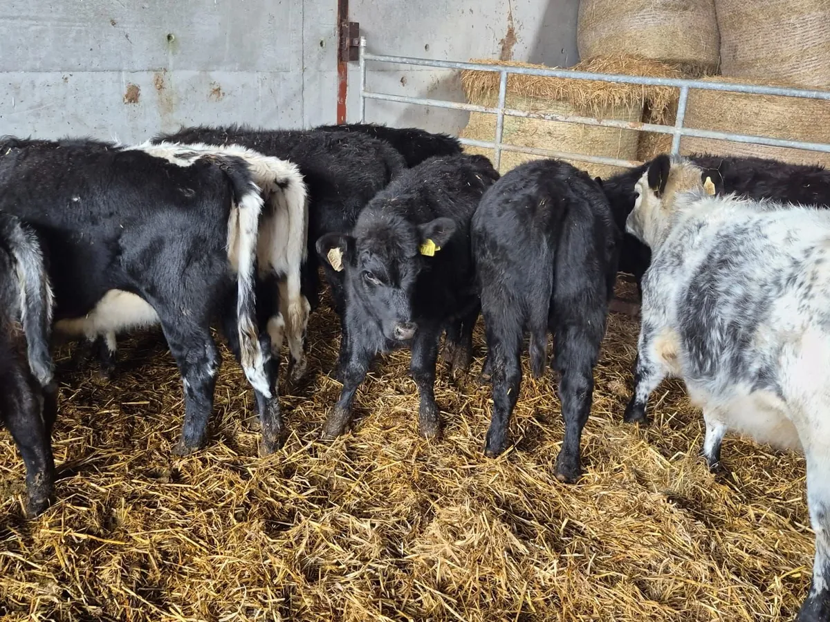 Angus Cross Shorthorn - Image 2