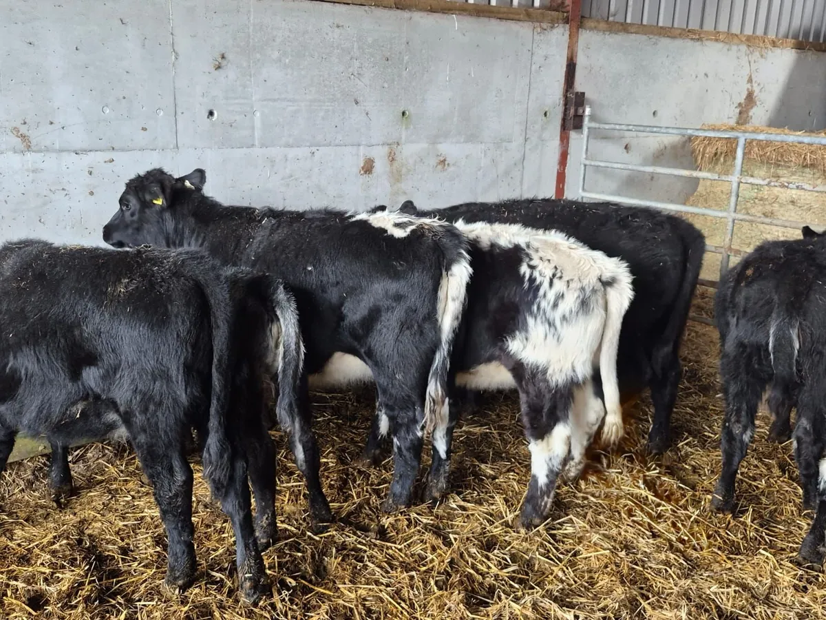 Angus Cross Shorthorn - Image 3