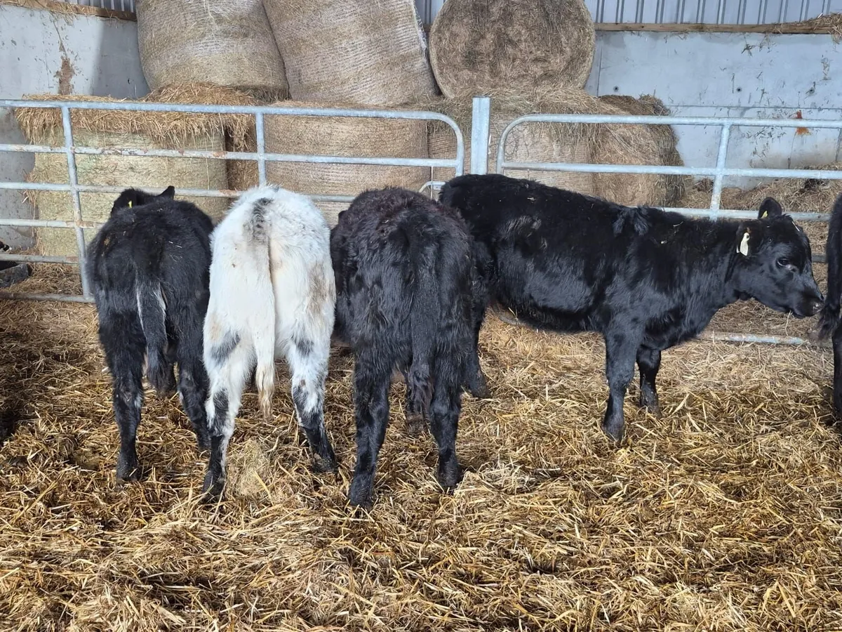Angus Cross Shorthorn - Image 4