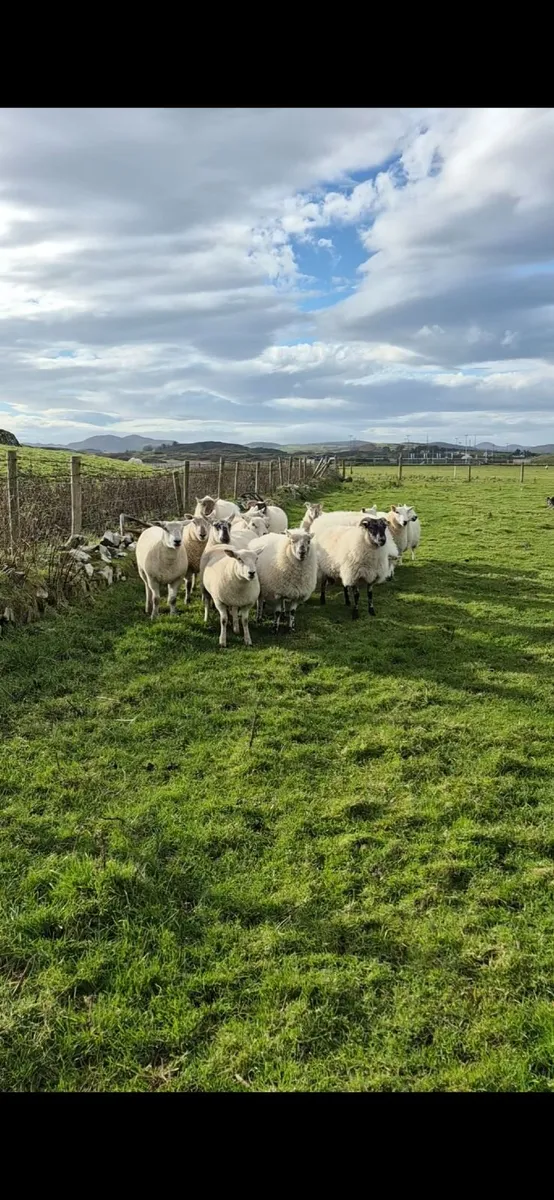Hoggets - Image 1