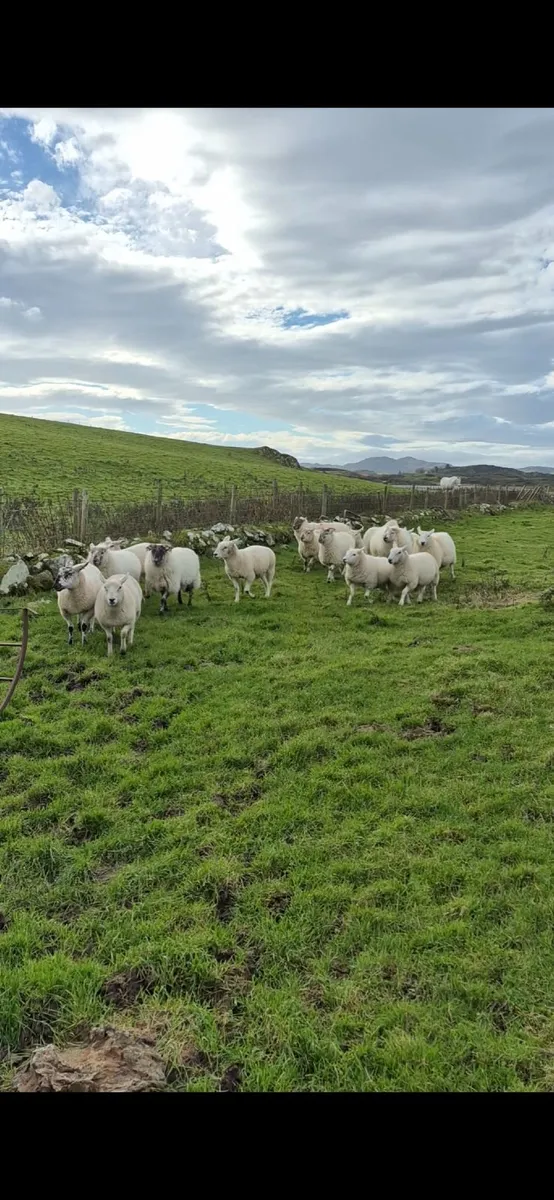 Hoggets - Image 2