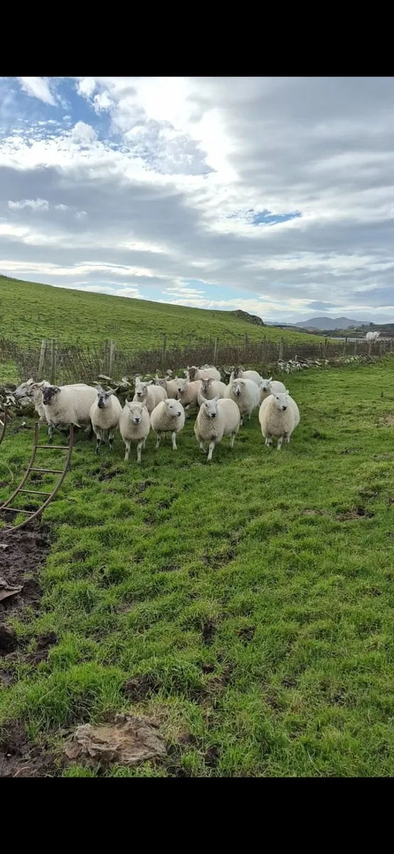 Hoggets - Image 3