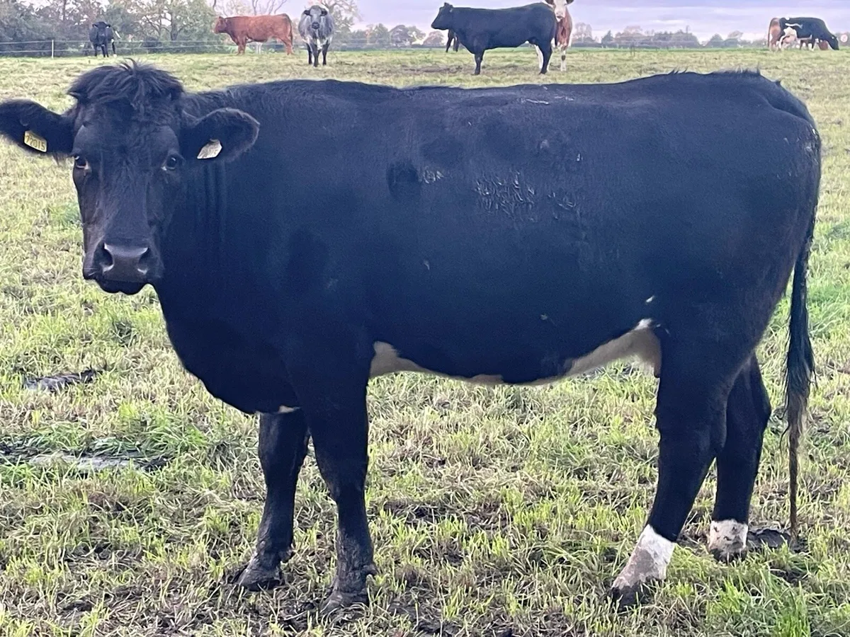 Suckler Cows - Image 3