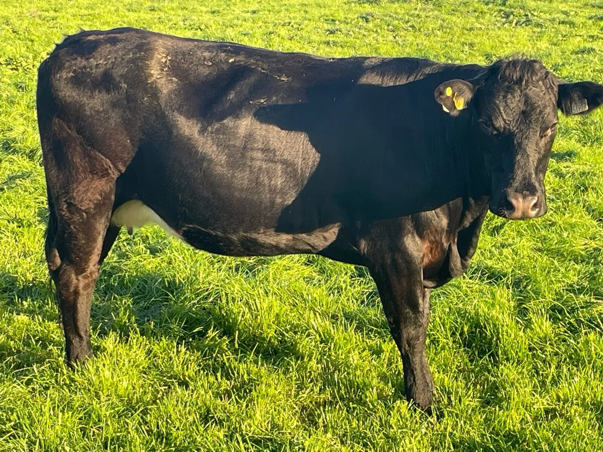 Suckler Cows - Image 1