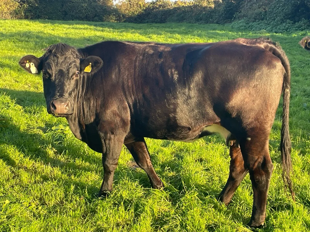 Suckler Cows - Image 4