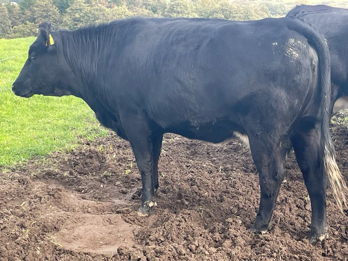 Suckler Cows - Image 2