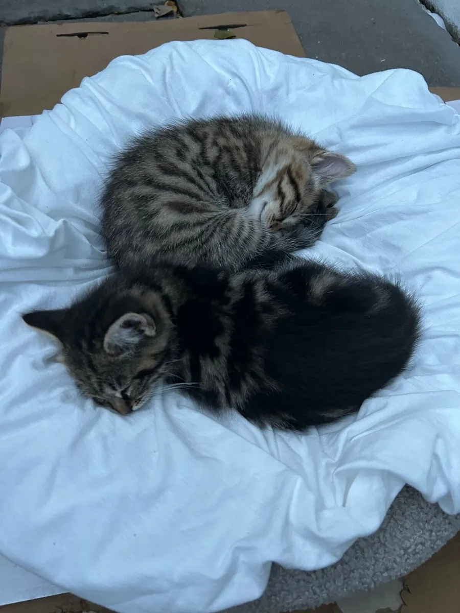Kitten - Image 1