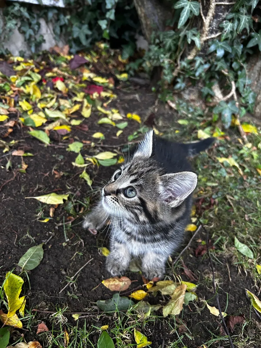 Kitten - Image 4