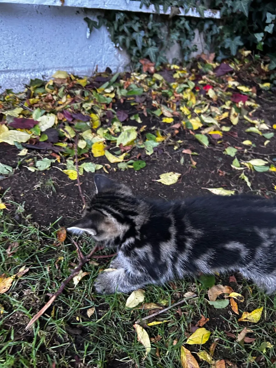 Kitten - Image 2