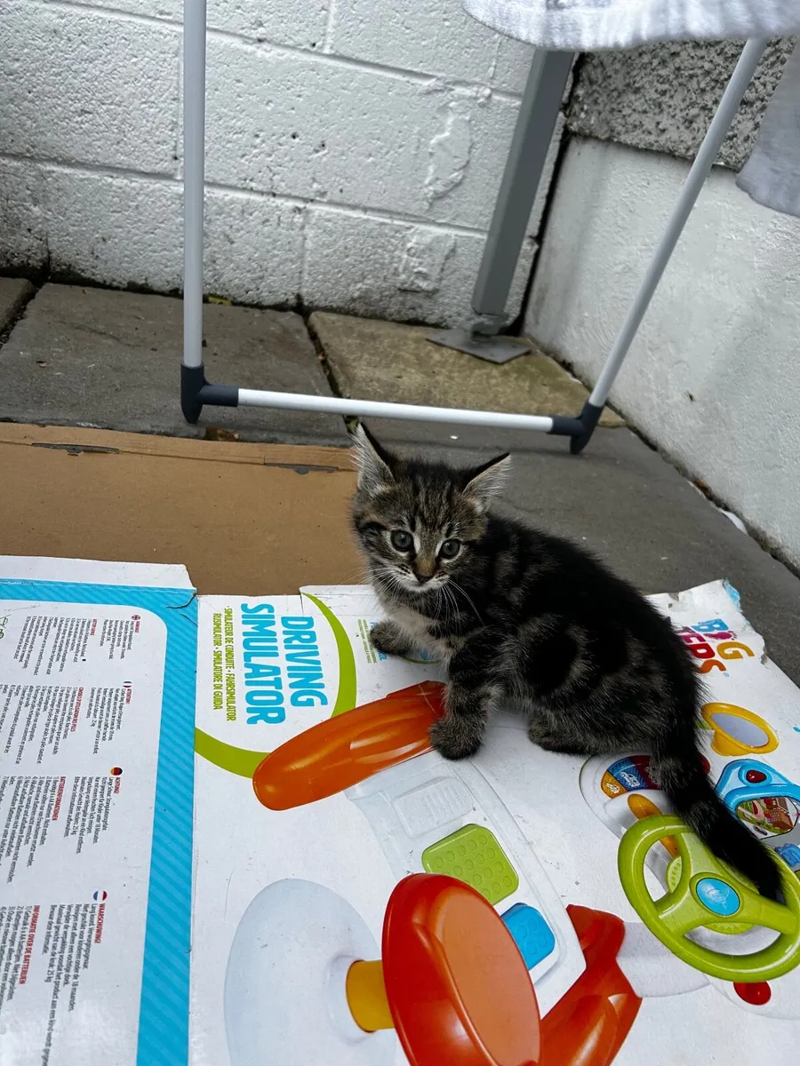 Kitten - Image 3