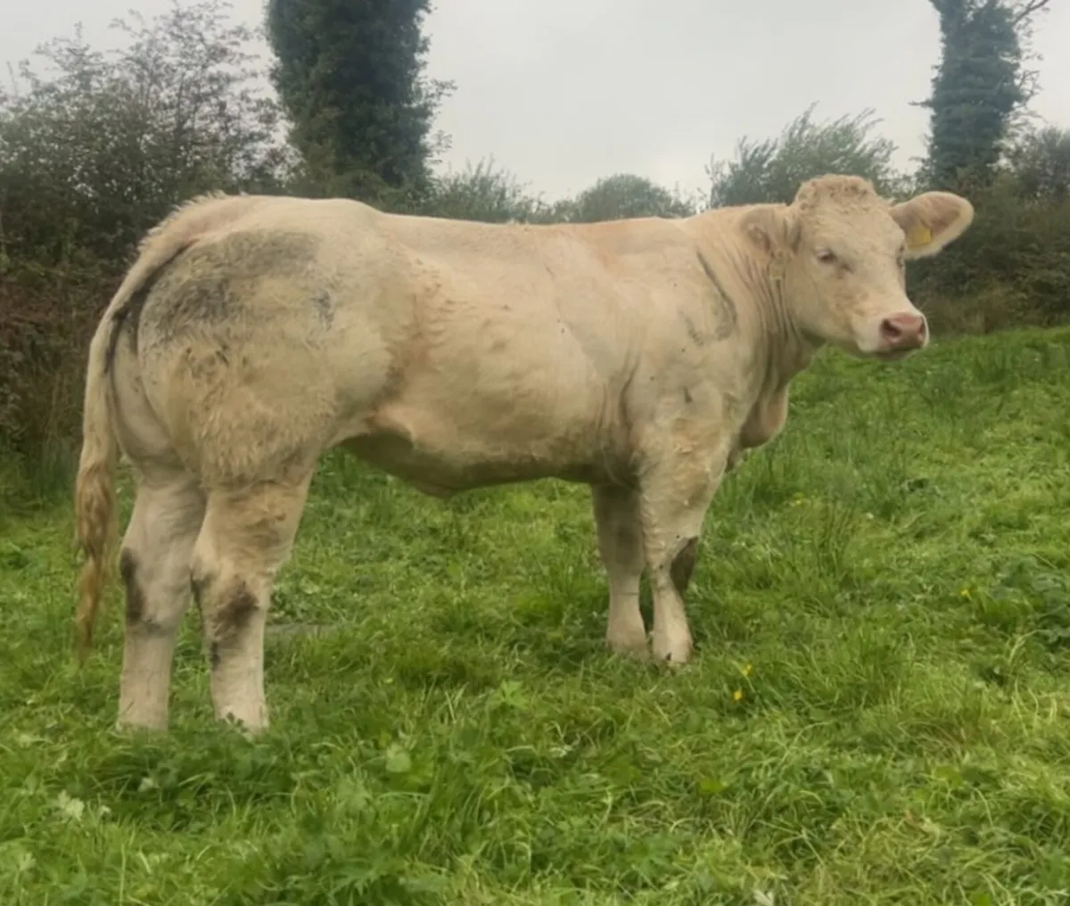 3 purebred Heifers - Image 1