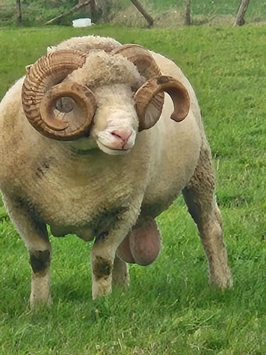 Dorset Ram - Image 1