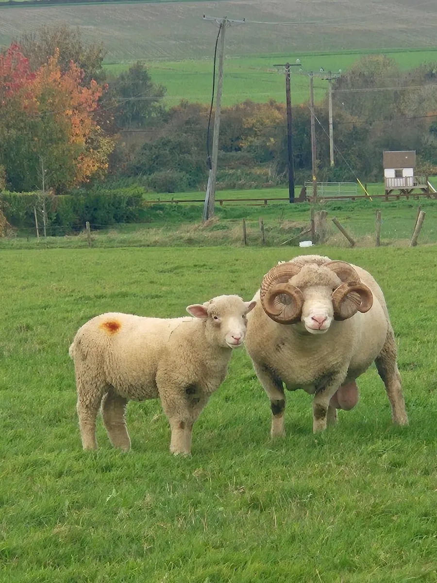 Dorset Ram - Image 3