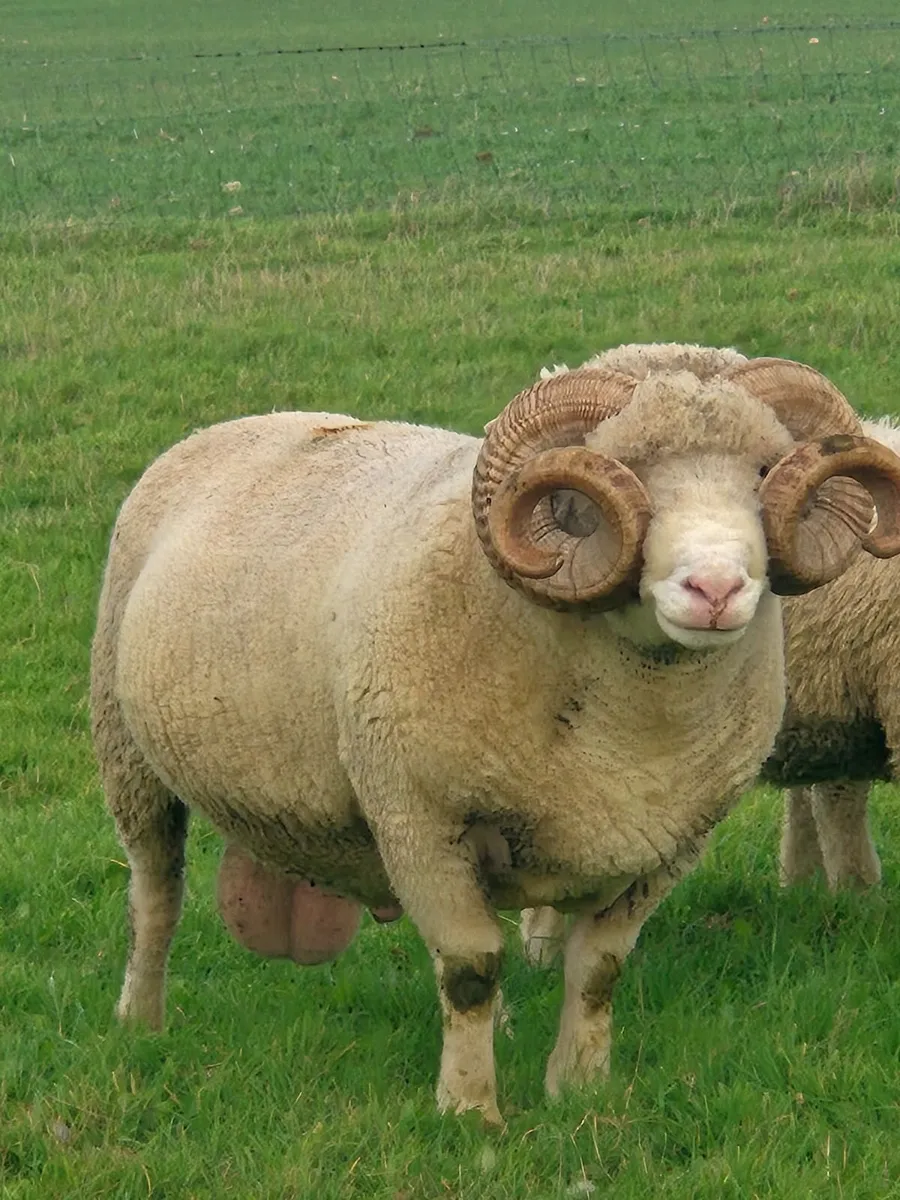 Dorset Ram - Image 4