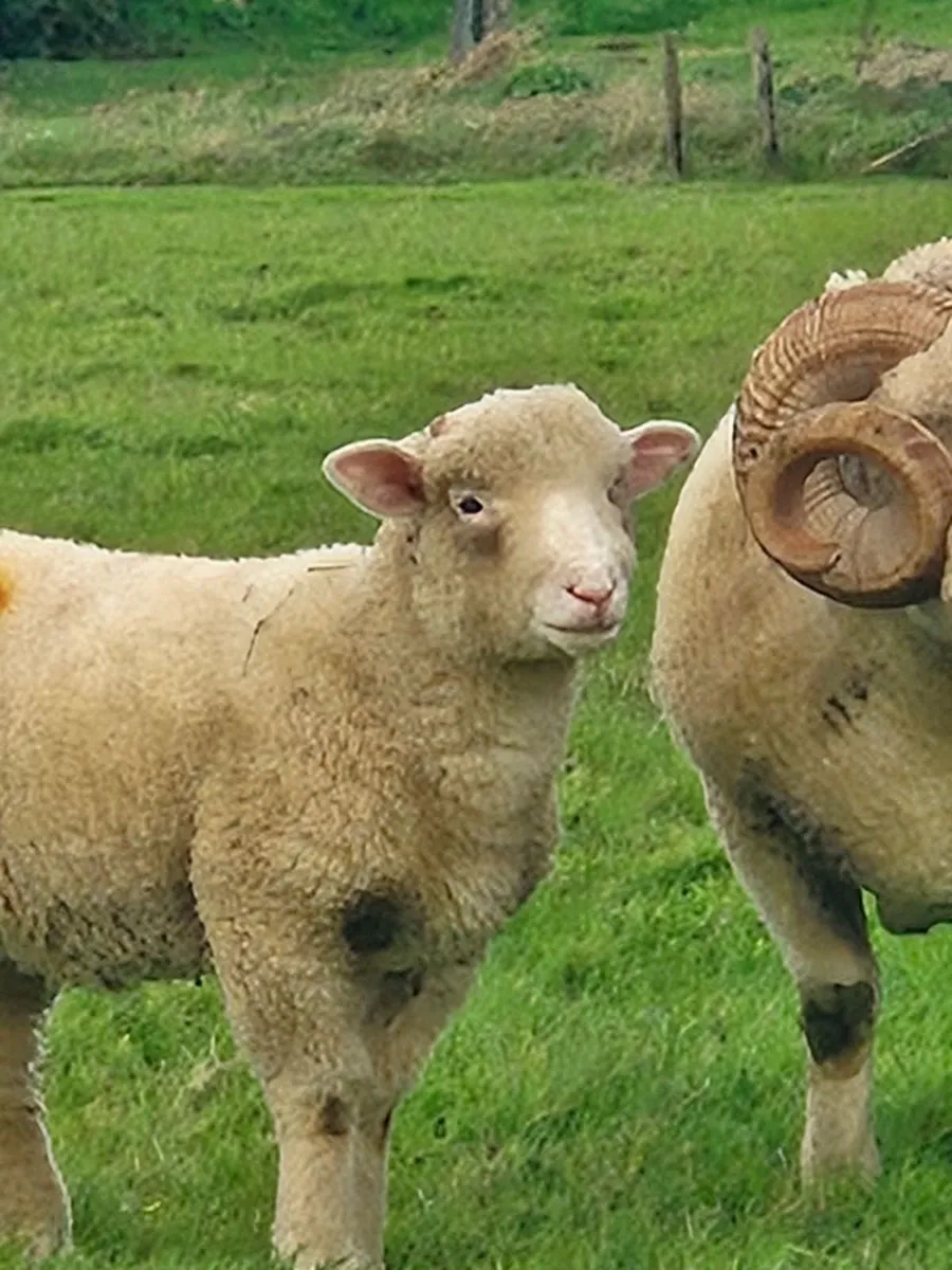 Dorset Ram - Image 2