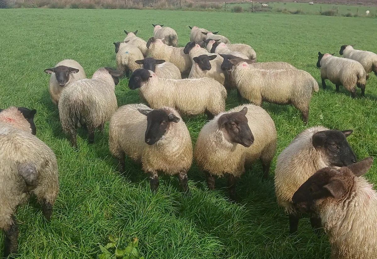 Suffolk ewe lambs - Image 2