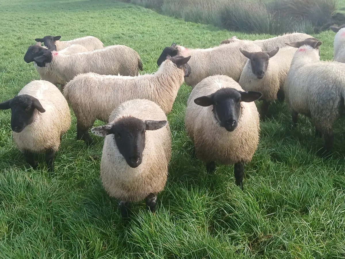 Suffolk ewe lambs - Image 3