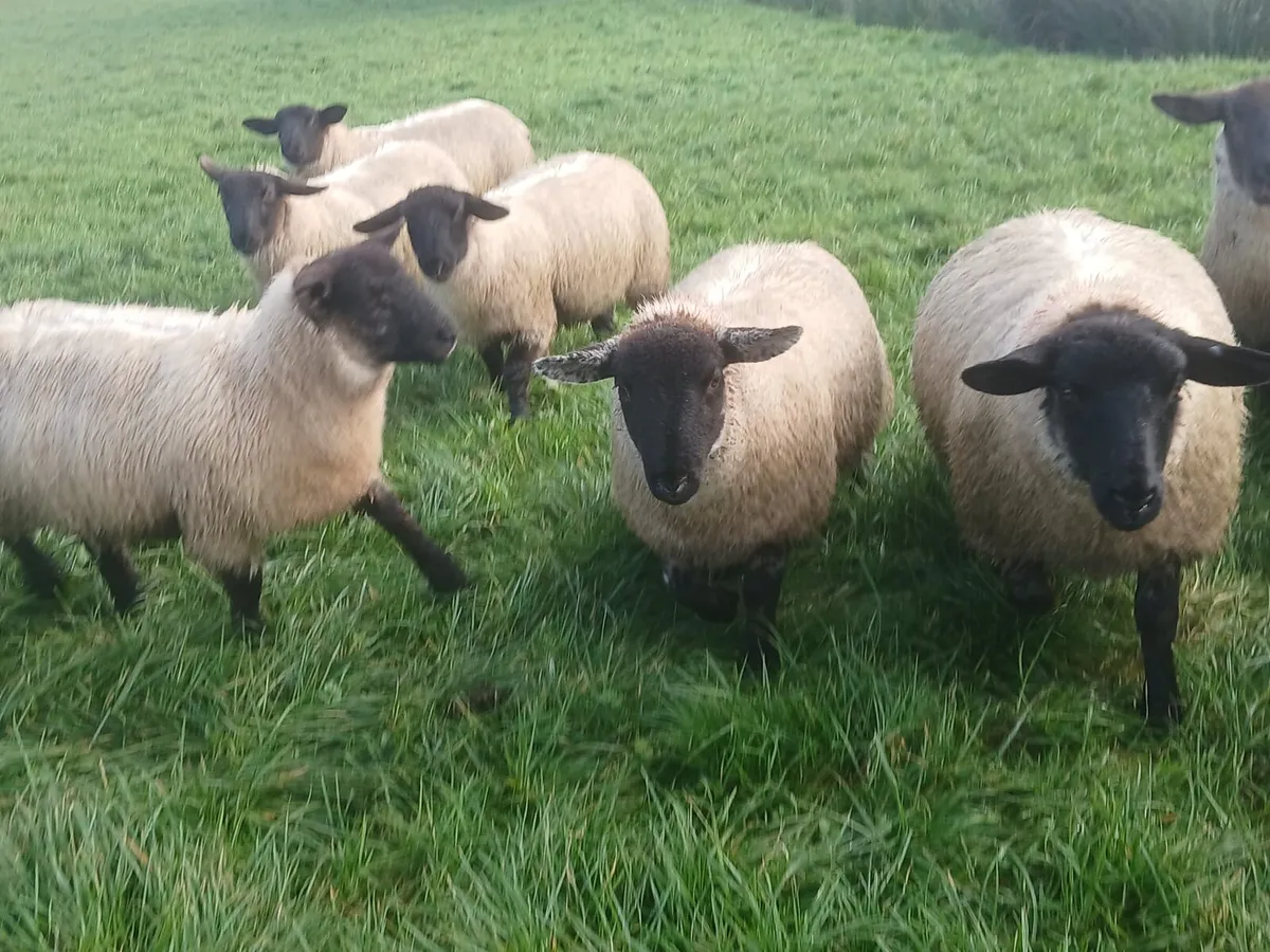 Suffolk ewe lambs - Image 4
