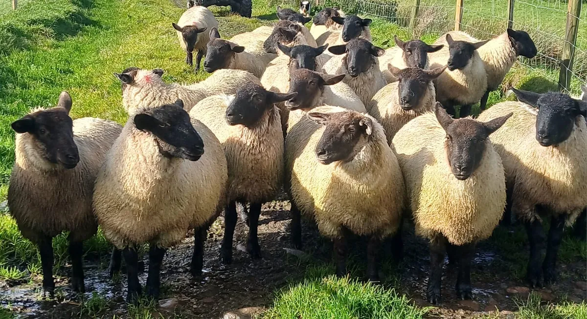 Suffolk ewe lambs - Image 1