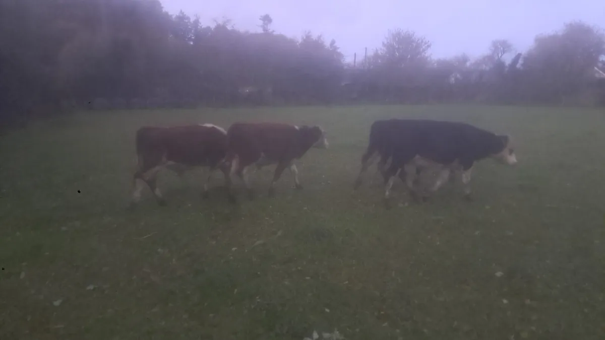 Hereford weanlings - Image 4