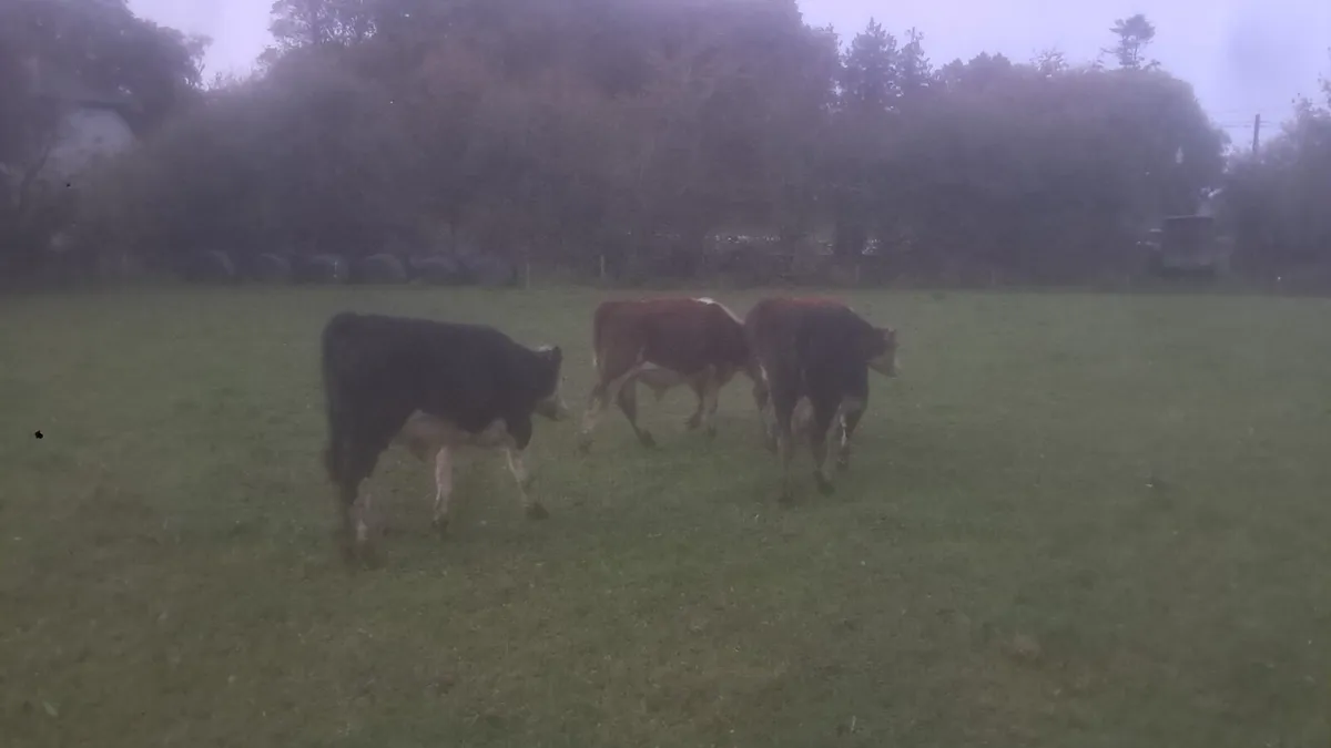 Hereford weanlings - Image 3