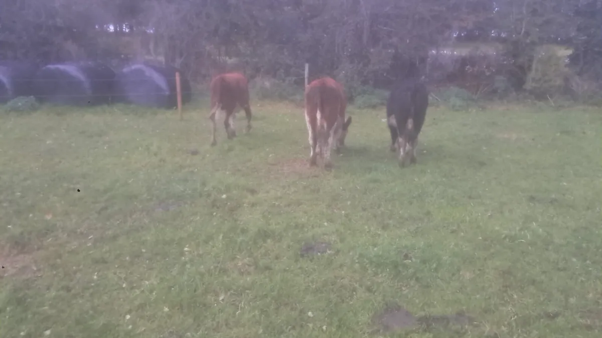 Hereford weanlings - Image 2