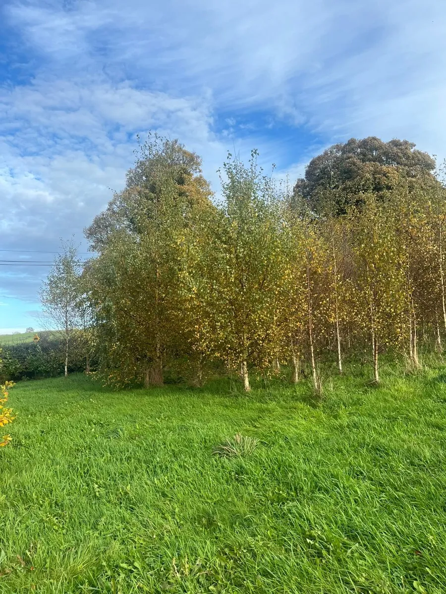 Mature Birch tree 15 Ft - Image 3