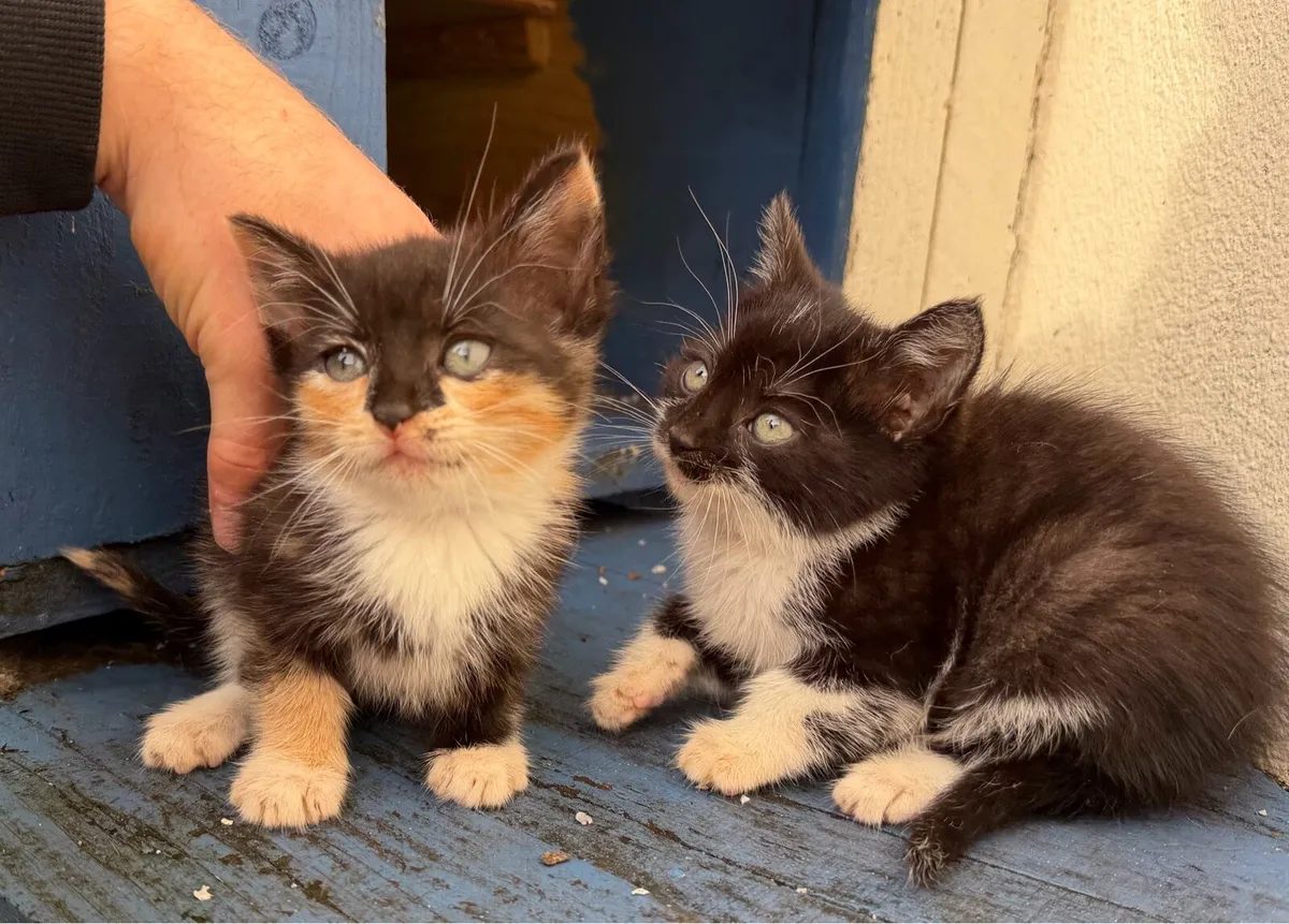 Kittens - Image 3