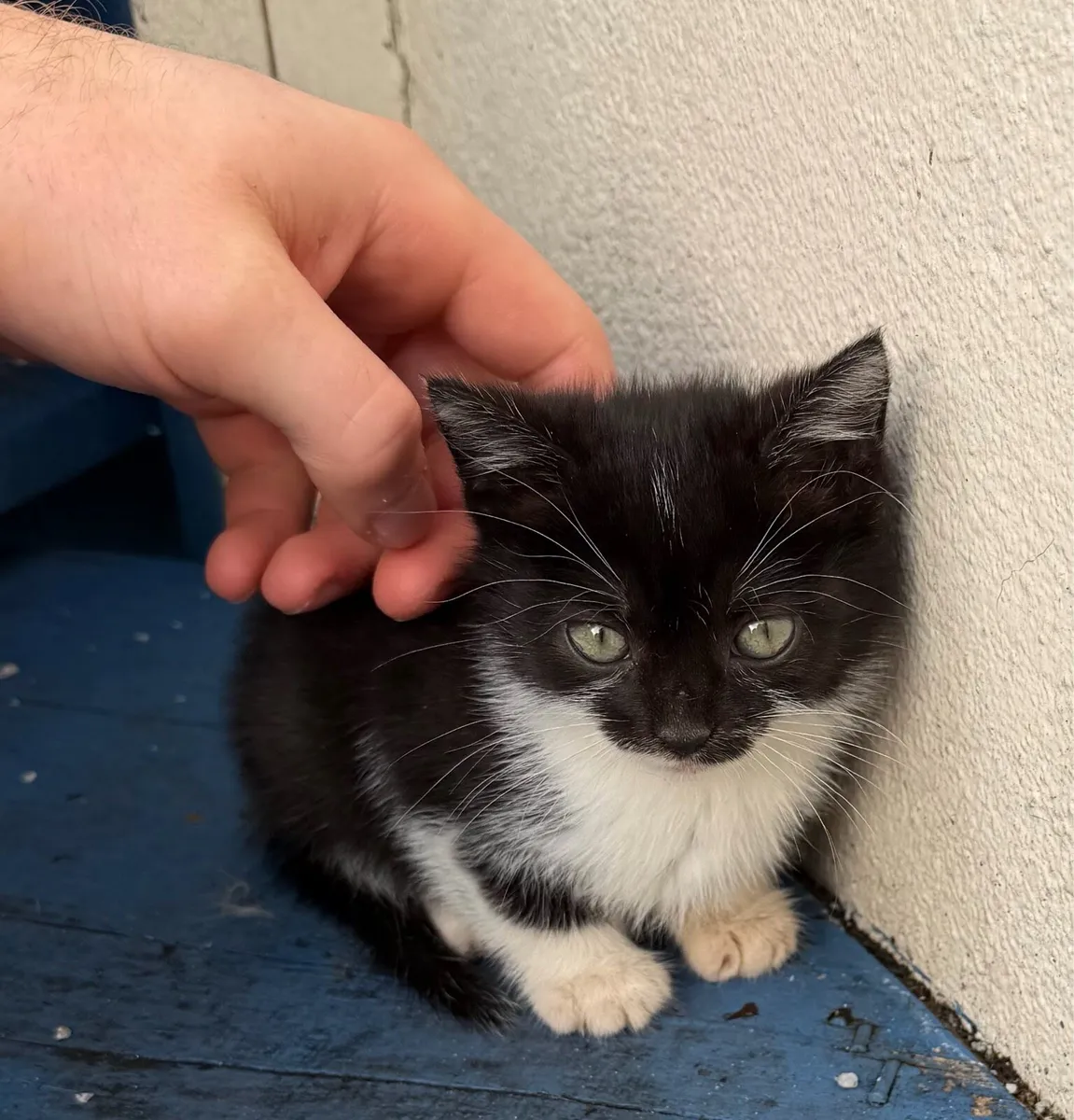 Kittens - Image 4