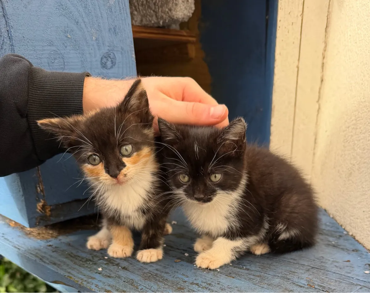 Kittens - Image 1