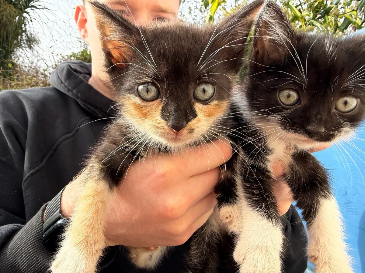 Kittens - Image 2