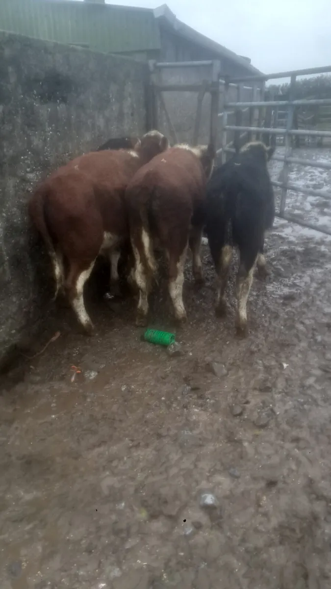 Hereford weanlings - Image 1